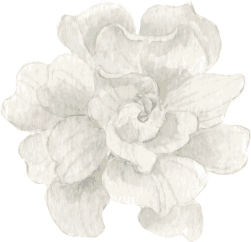 Watercolor White Flower Illustration